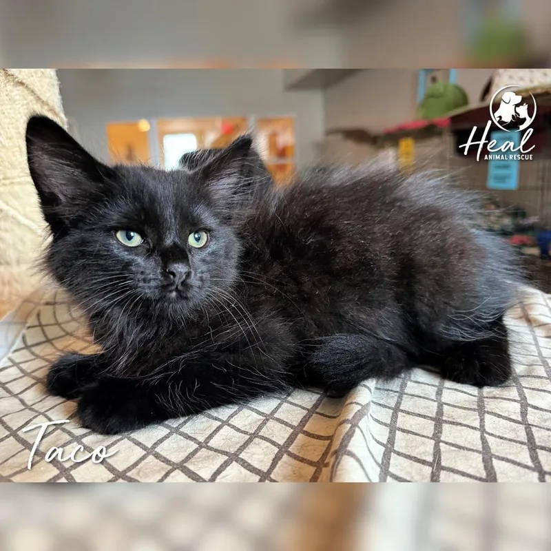 A baby small-sized male Black Domestic Medium Hair cat named Taco for adoption in Youngwood, PA