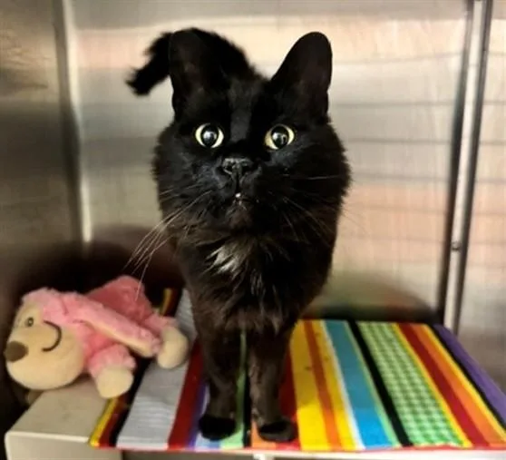 An adult medium-sized male Domestic Medium Hair cat named Levi for adoption in Anchorage, AK