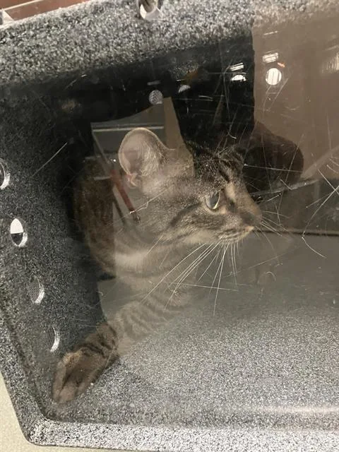 An adult large-sized male Domestic Short Hair cat named Michael for adoption in Dallas, TX