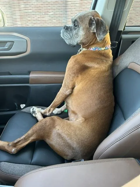 A senior medium-sized female Yellow / Tan / Blond / Fawn Boxer dog named Adelia for adoption in Hewitt, TX