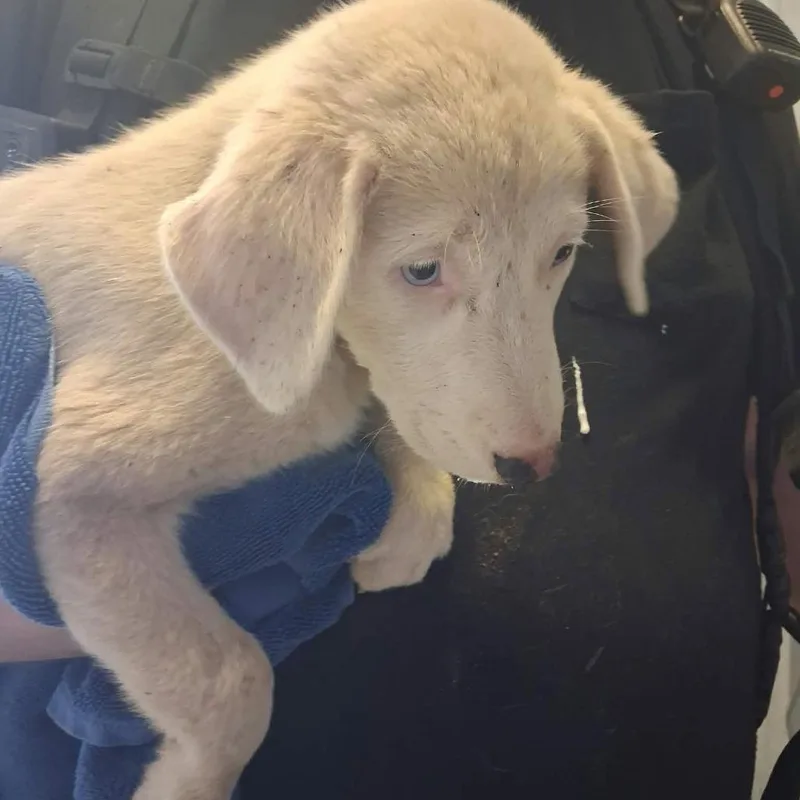 A baby small-sized female White / Cream Husky dog named Ember for adoption in Bastrop, TX