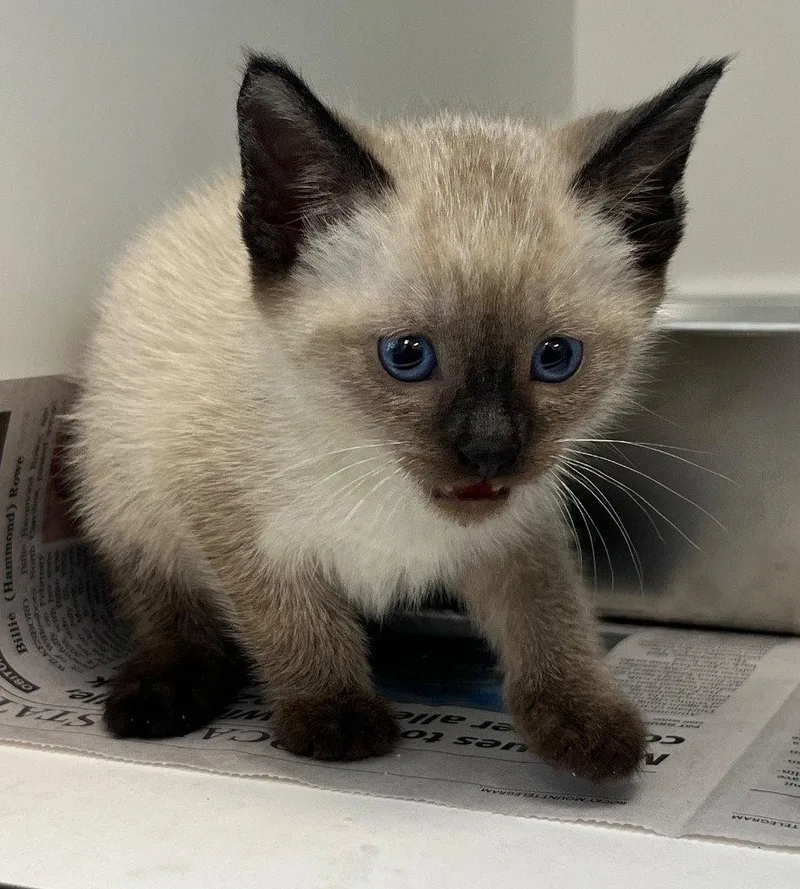 A baby small-sized male Domestic Short Hair cat named 26-184 for adoption in Tarboro, NC