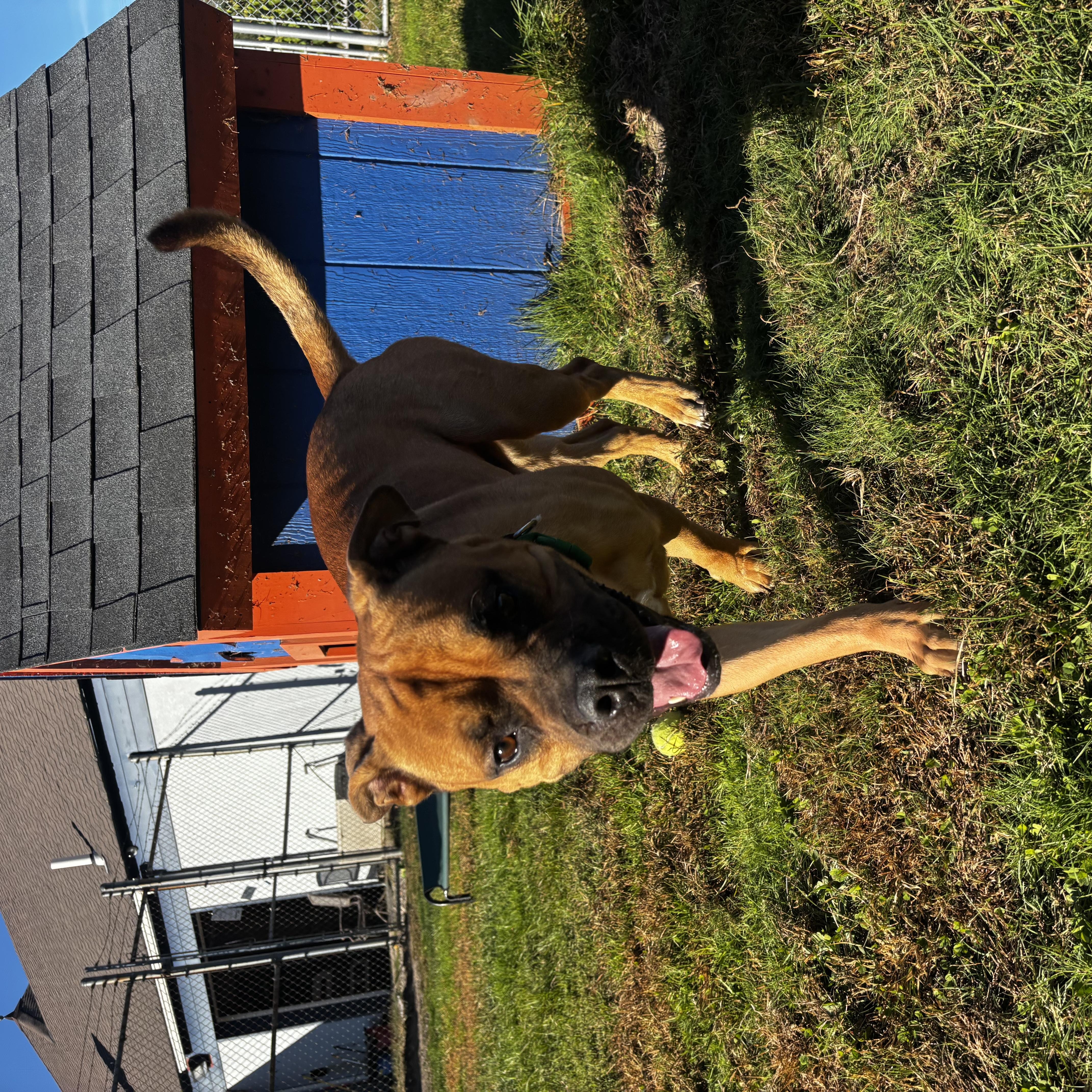 An adult large-sized male Golden Labrador Retriever dog named Jagger for adoption in Cranston, RI