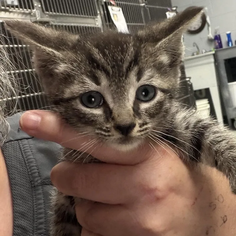 A baby small-sized male Brown / Chocolate Domestic Short Hair cat named Xavier for adoption in Marion, VA