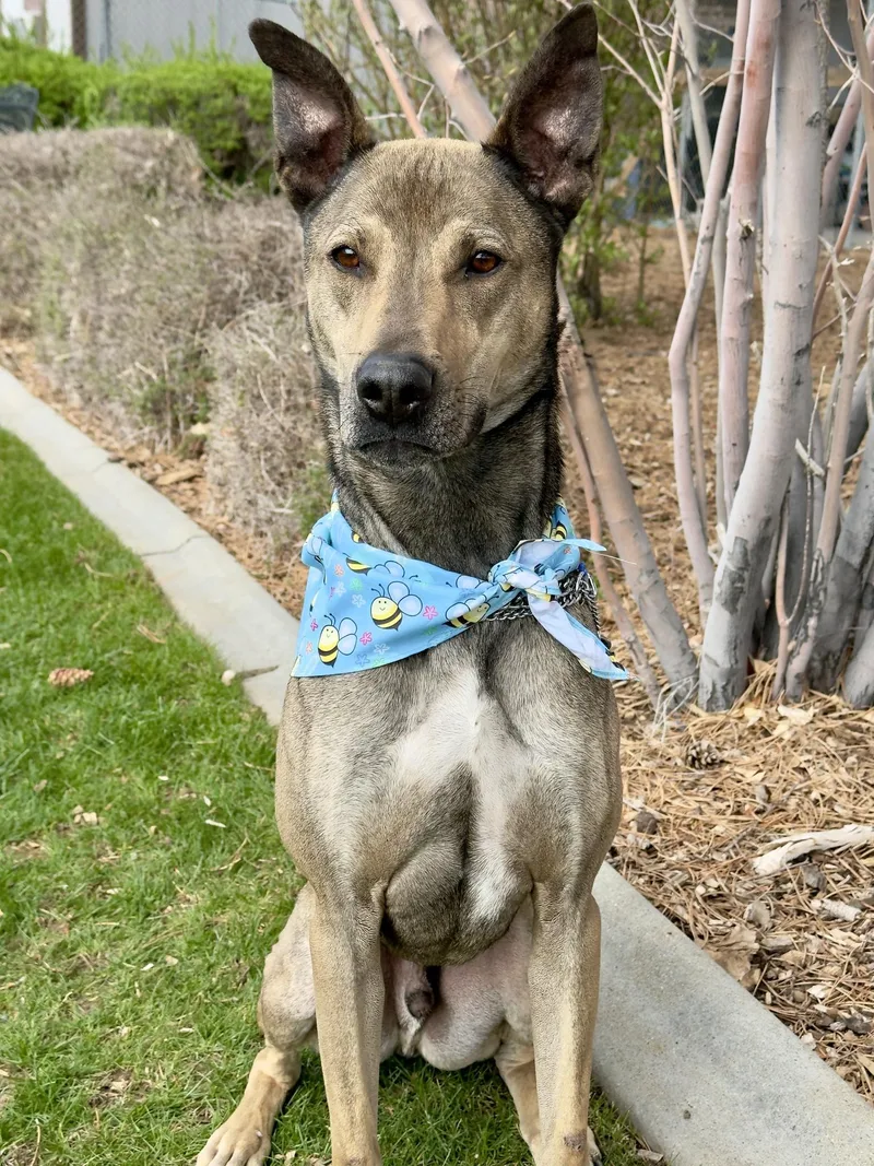 A young large-sized male Brindle Hound dog named Chupey for adoption in Gardnerville, NV