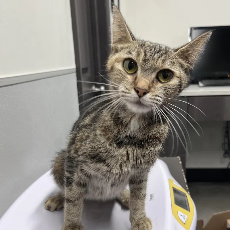 A young medium-sized female Black Domestic Short Hair cat named Kierra for adoption in Tampa, FL