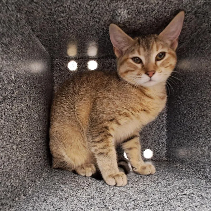 A young medium-sized female Gray / Blue / Silver Domestic Short Hair cat named Teresa for adoption in Birmingham, AL