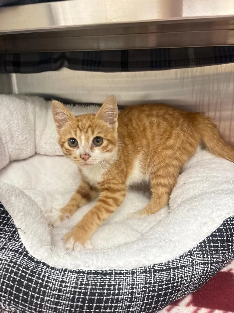 A baby medium-sized male Domestic Short Hair cat named Cheeto for adoption in Greeneville, TN
