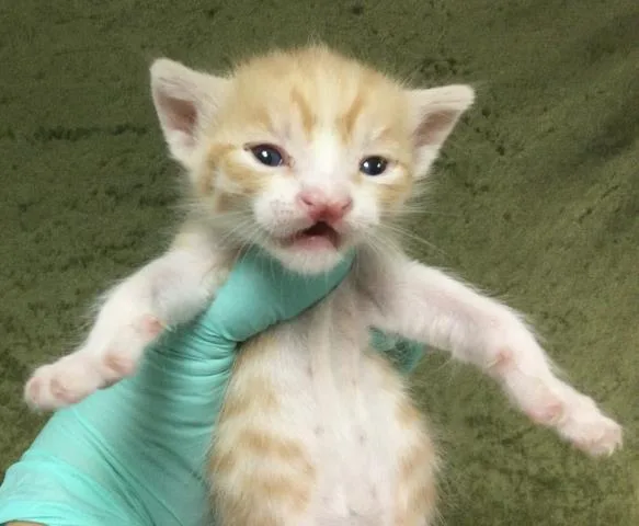 A young small-sized male Domestic Short Hair cat named Darwin for adoption in Riverside, CA