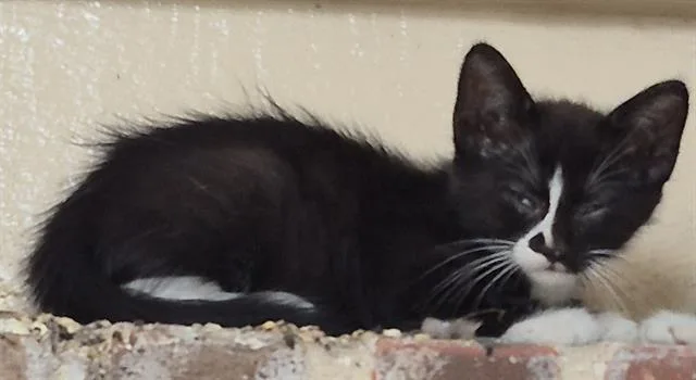 A baby small-sized male Domestic Short Hair cat named Tinky for adoption in San Antonio, TX