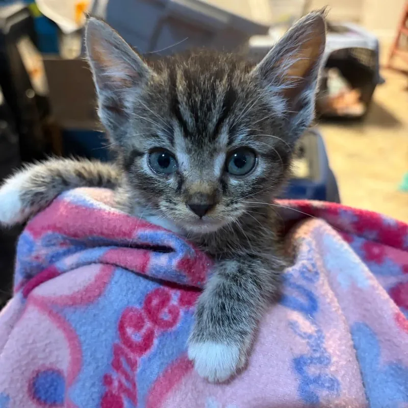 A baby small-sized female Brown / Chocolate Domestic Short Hair cat named Giselle for adoption in Waldorf, MD