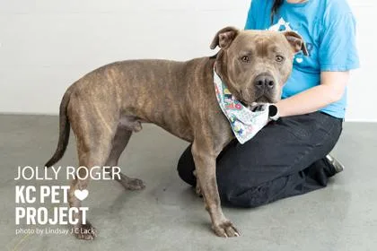 An adult large-sized male Gray / Blue / Silver Pit Bull Terrier dog named Jolly Roger for adoption in Kansas City, MO