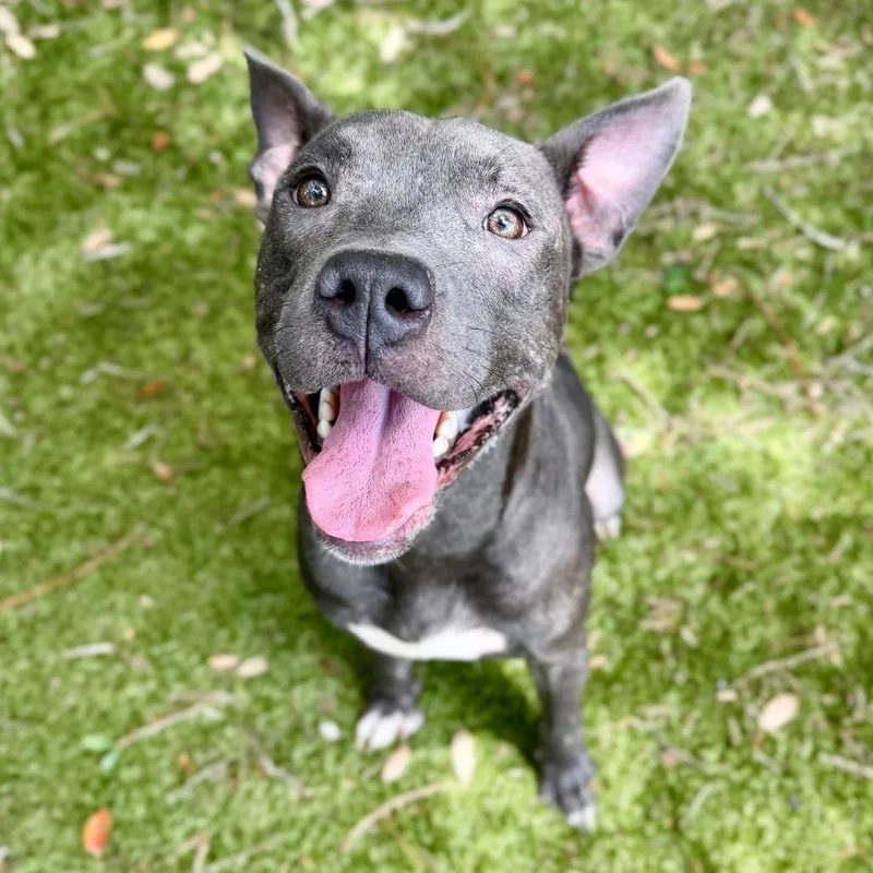 A young medium-sized male Gray / Blue / Silver Mixed Breed dog named Ace for adoption in Milton, FL