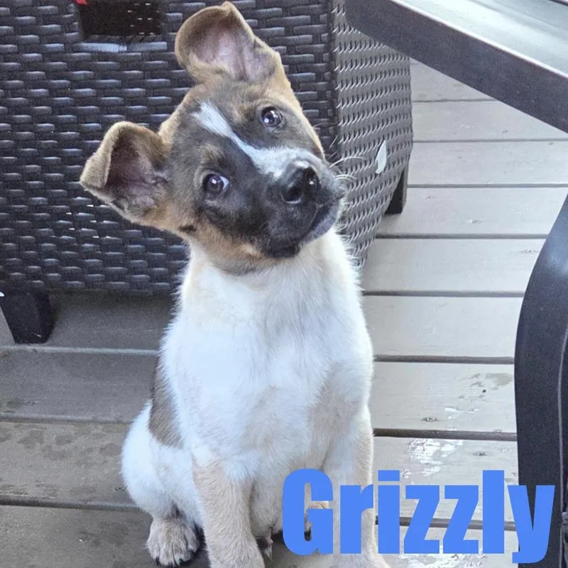 Grizzly thumbnail 3