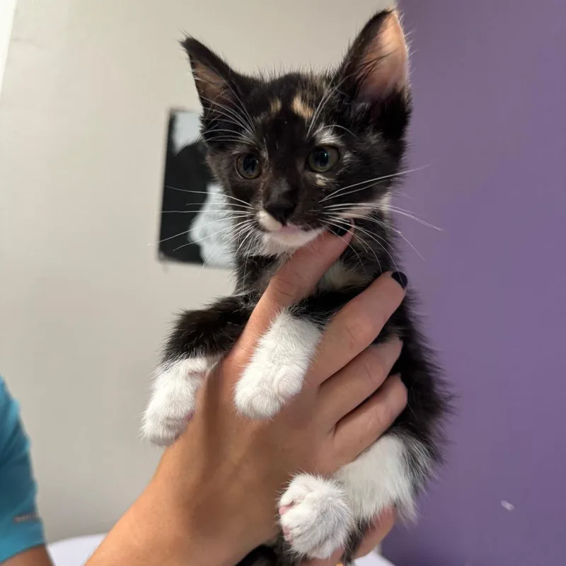 A baby small-sized female White Domestic Short Hair cat named Saturn for adoption in Englewood, FL