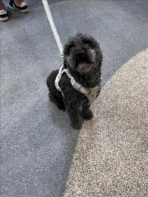 An adult small-sized male Maltese dog named Pancho for adoption in Los Angeles, CA