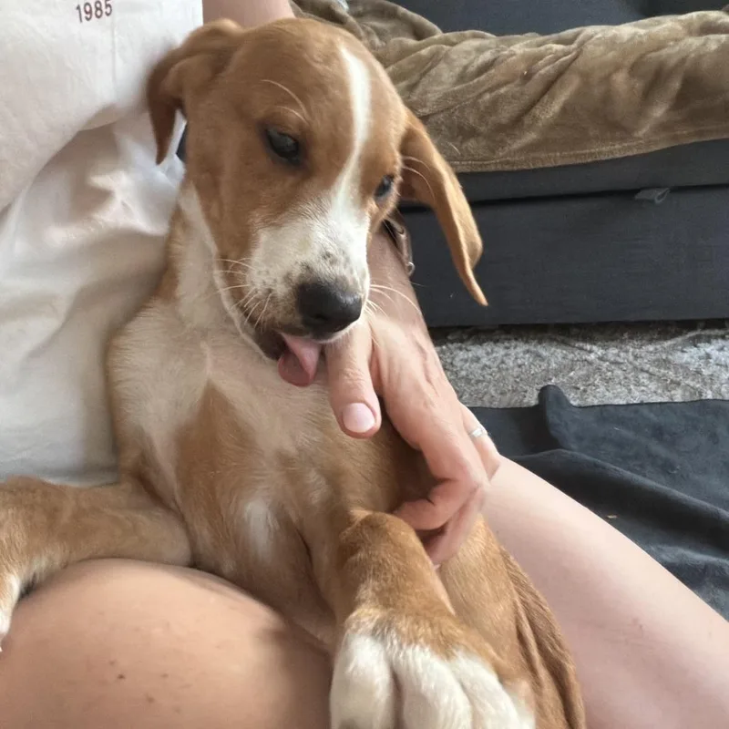 A baby medium-sized male Yellow / Tan / Blond / Fawn Mixed Breed dog named Dewey for adoption in Rockville, MD