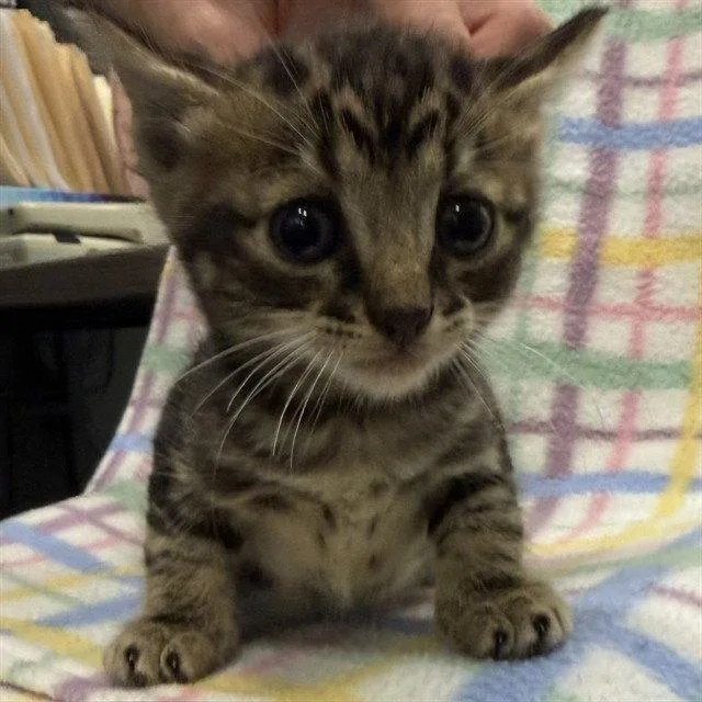 A baby small-sized male Brown / Chocolate Domestic Short Hair cat named Java for adoption in Tavares, FL