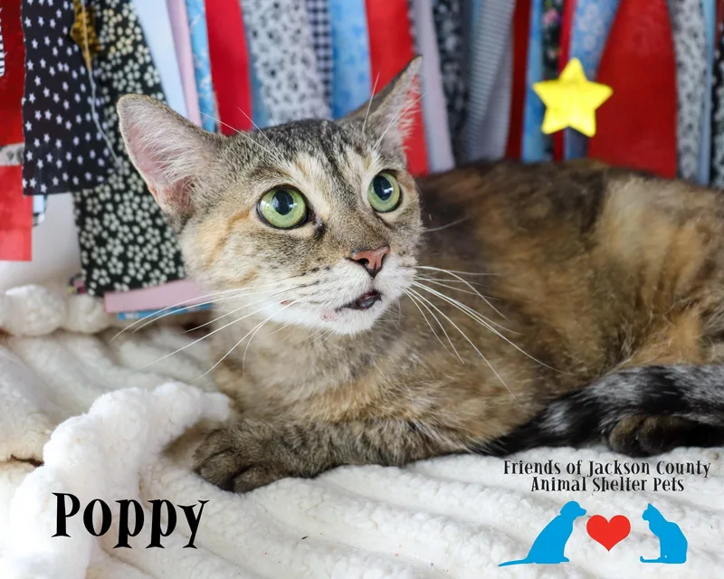 Poppy