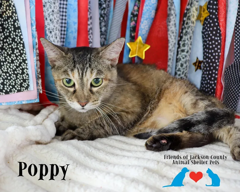 Poppy thumbnail 2