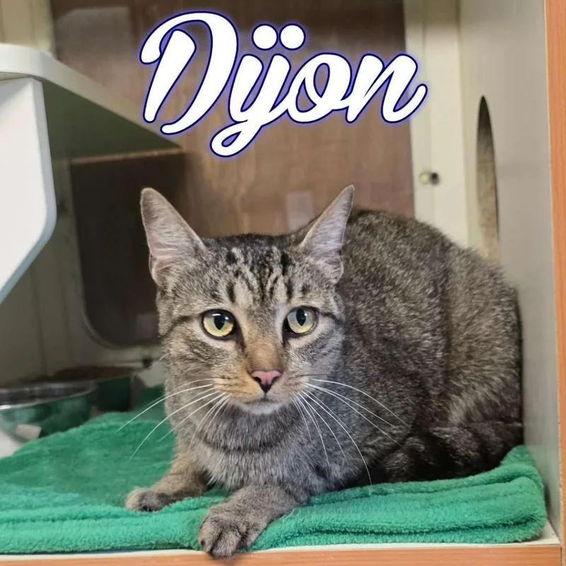 An adult small-sized male Domestic Short Hair cat named Dijon for adoption in Hillsboro, OH