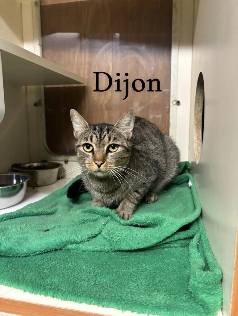 Dijon thumbnail 2