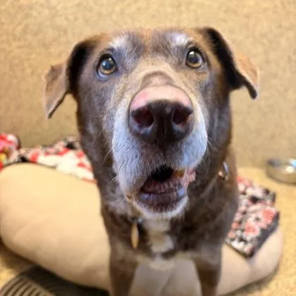 A senior large-sized female Mixed Breed dog named Canela for adoption in Merriam, KS