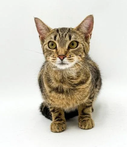 A young small-sized female Domestic Short Hair cat named Juniper Bonded with Willow for adoption in Bowling Green, KY