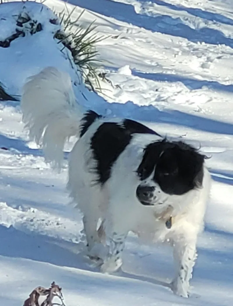 Hunter