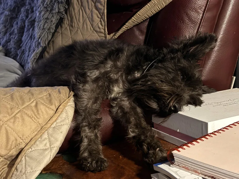 An adult small-sized male Standard Schnauzer dog named Spencer for adoption in Prague, OK