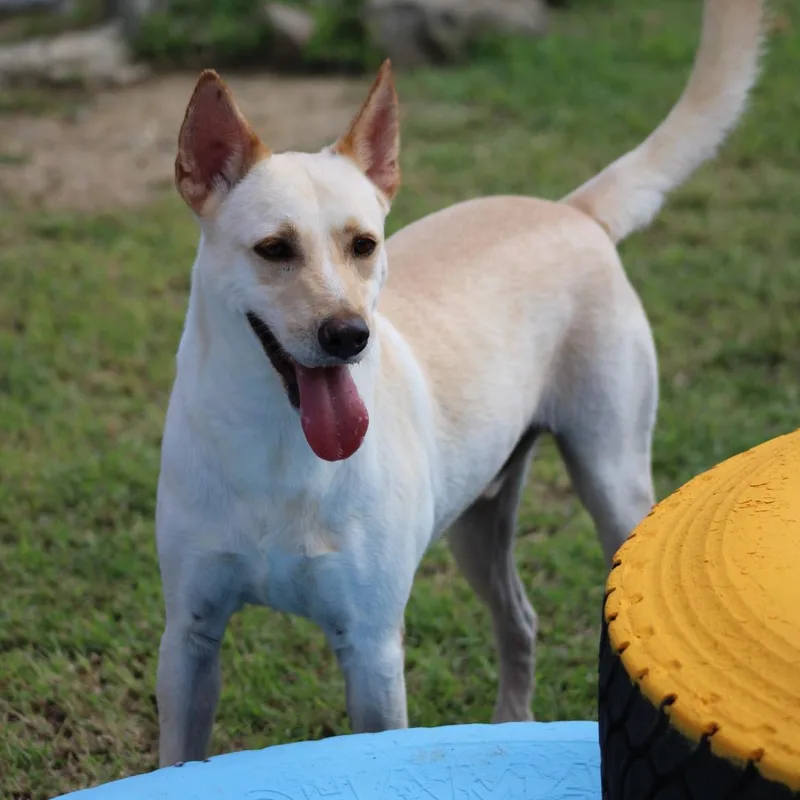 Salvador thumbnail 3