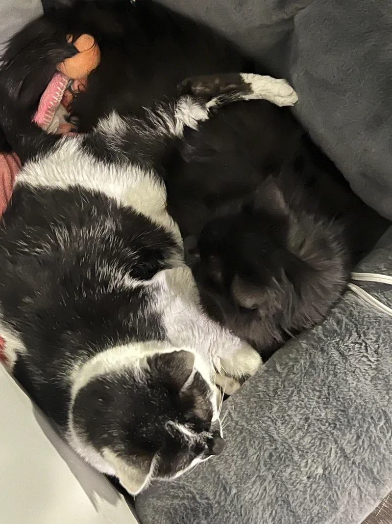 Peeps In Co Bonded thumbnail 2