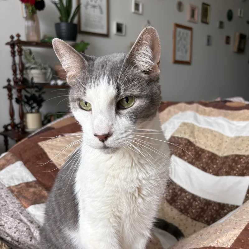 Westin
