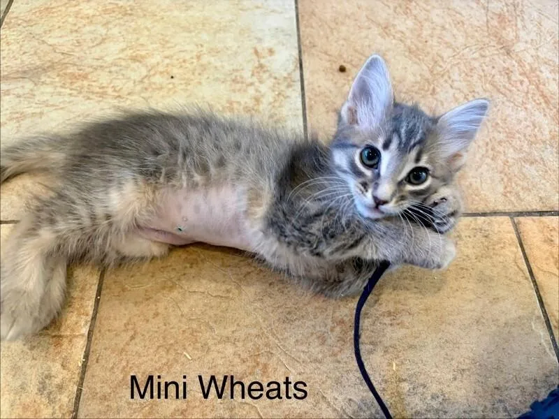 Mini Wheats thumbnail 4