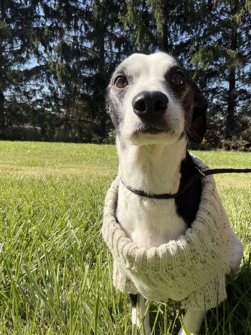An adult small-sized male Black Jack Russell Terrier dog named Milo for adoption in Upper Sandusky, OH