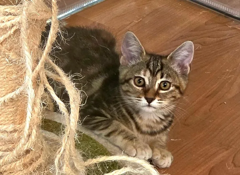 Tawny