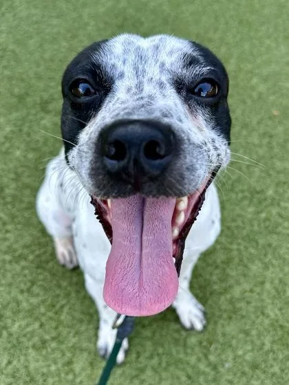 An adult medium-sized male White / Cream Mixed Breed dog named Tails for adoption in Wichita, KS