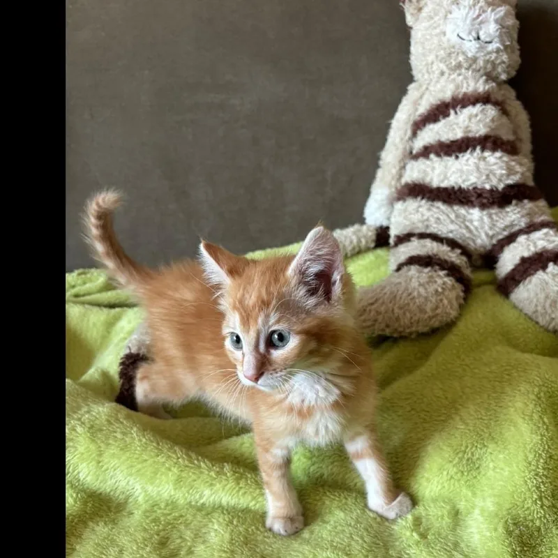 Cooper thumbnail 2