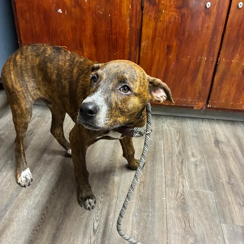 A baby large-sized male Brindle Pit Bull Terrier dog named Finn for adoption in Danville, KY