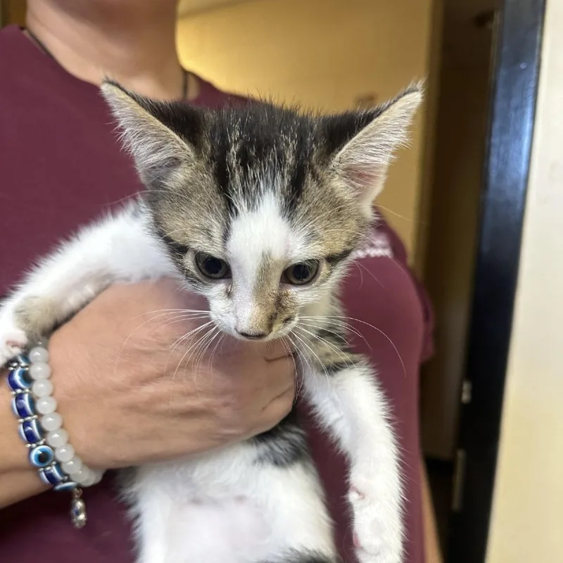 A baby small-sized male Domestic Short Hair cat named Pluto for adoption in Corinth, MS