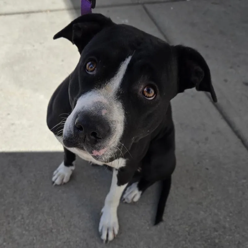 An adult medium-sized female Black Terrier dog named Raven for adoption in Falmouth, KY