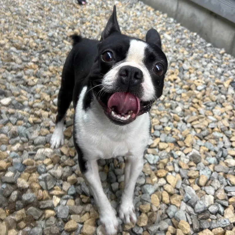 An adult small-sized male Black Boston Terrier dog named Jay for adoption in St. Louis, MO