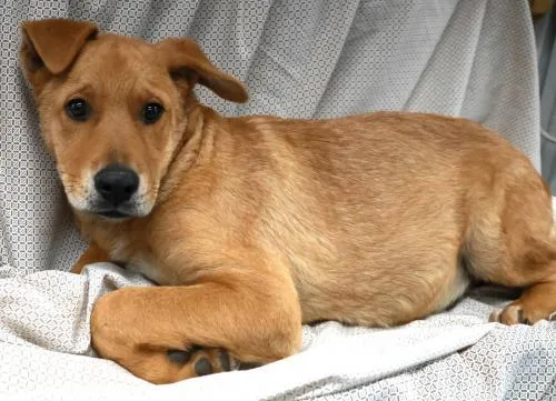A young medium-sized male Shepherd dog named Voss for adoption in Thief River Falls, MN