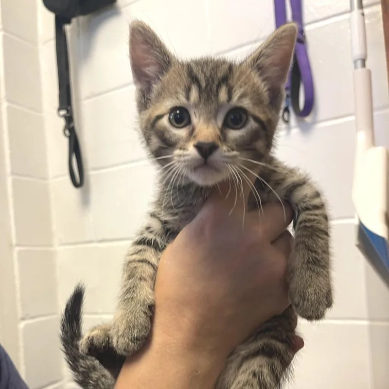 A baby small-sized male Brown / Chocolate Domestic Short Hair cat named Guido for adoption in Albert Lea, MN