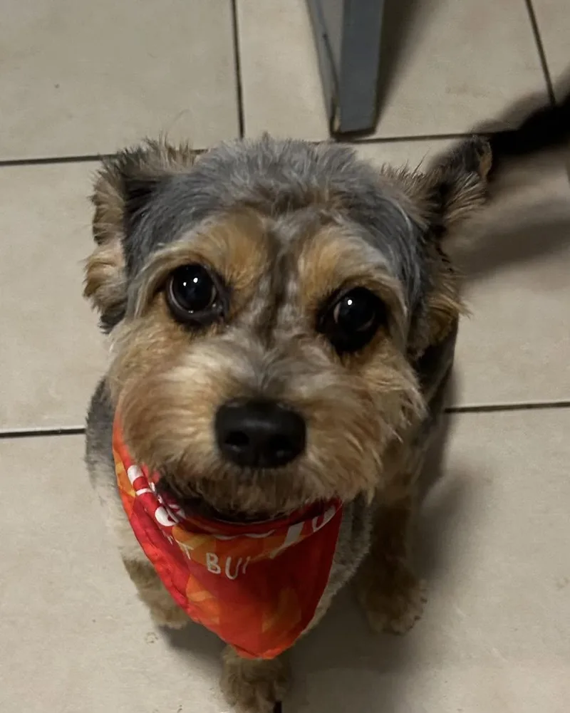 A young small-sized male Tricolor (Brown, Black, & White) Yorkshire Terrier dog named Chance for adoption in Winsted, CT