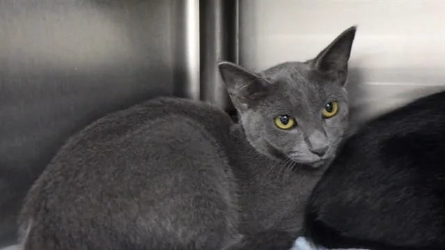 A young medium-sized female Domestic Short Hair cat named Grey for adoption in Augusta, GA