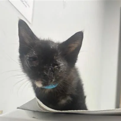A baby small-sized female Black Domestic Short Hair cat named Dime for adoption in Jacksonville, FL