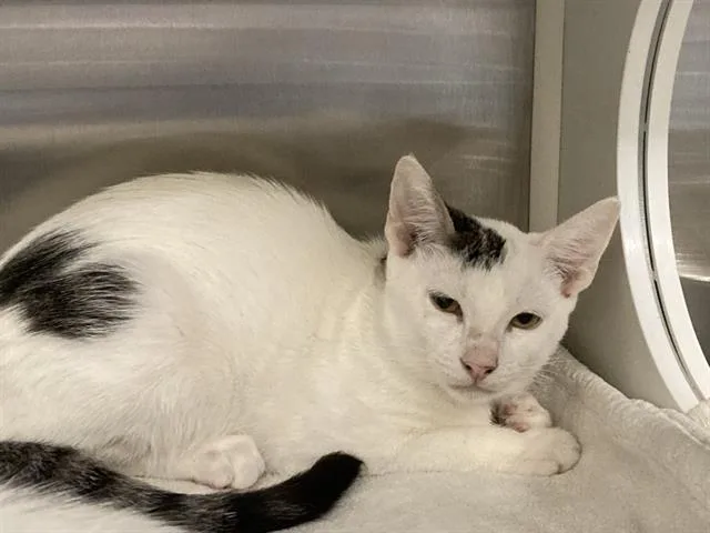A young small-sized male Domestic Short Hair cat named Minestrone for adoption in Tustin, CA