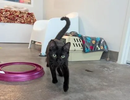 An adult medium-sized male Domestic Short Hair cat named Clark for adoption in Sultan, WA