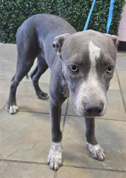A young medium-sized female Pit Bull Terrier dog named 61703175 for adoption in El Paso, TX